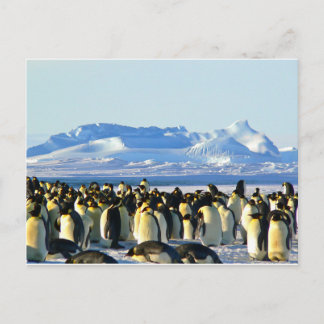 Carte Postale Pingouins empereurs