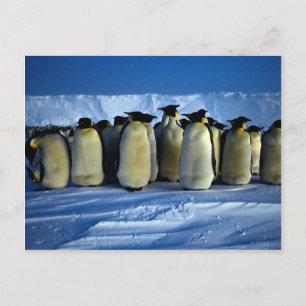 Carte Postale Pingouins empereurs au clair de lune