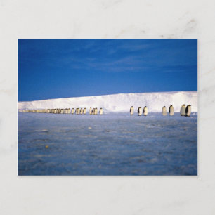 Carte Postale Pingouins empereurs au clair de lune, Antarctique