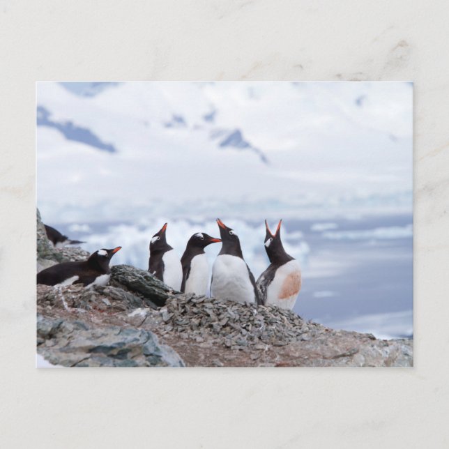 Carte Postale Pingouins en Antarctique (Devant)