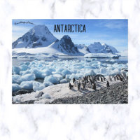 Pingouins sur Pourquoi Pas Island Antarctique