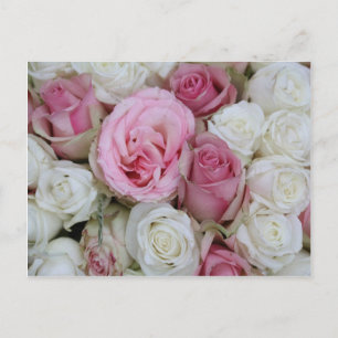 Carte Postale pink and white roses by therosegarden
