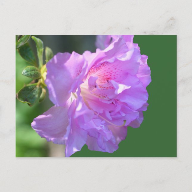 Carte postale Pink Azalea (Devant)