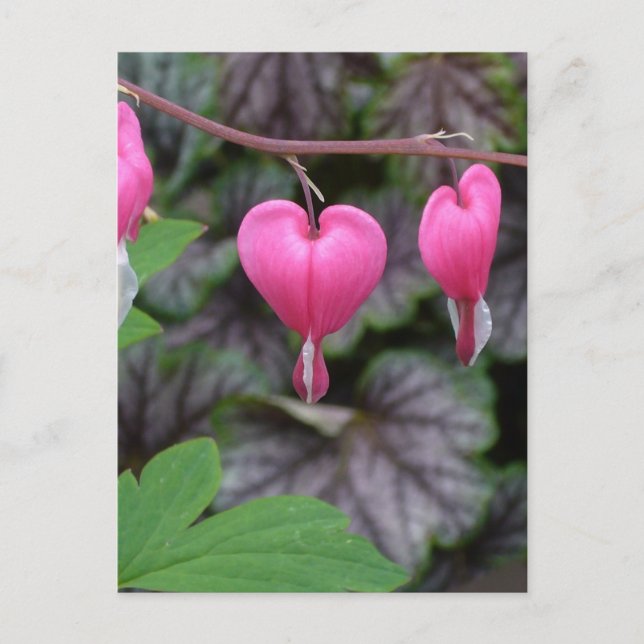 Carte Postale Pink Bleeding (Devant)