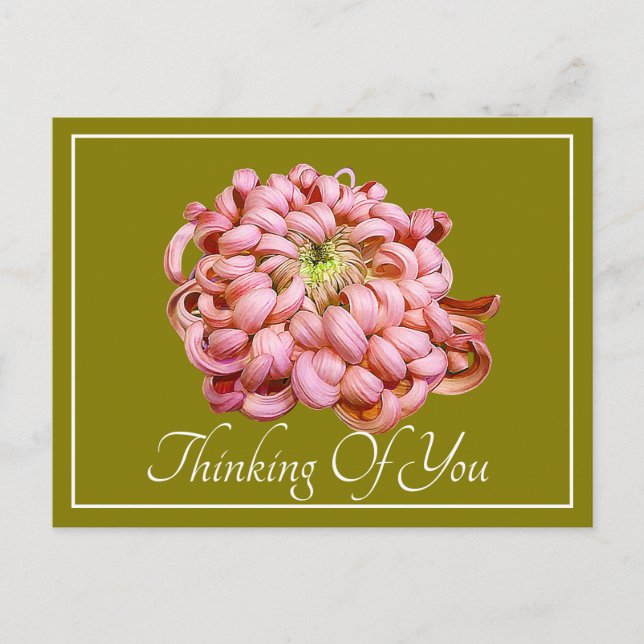 Carte Postale Pink Chrysanthemum Vert Fond De Pensée De Vous (Devant)