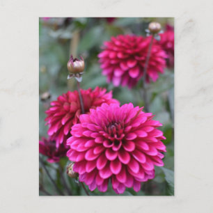 Carte postale Pink Dahlia Floral
