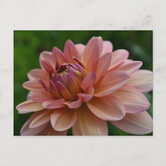 Carte Postale Pink Dahlia Flower Postcard (Devant)