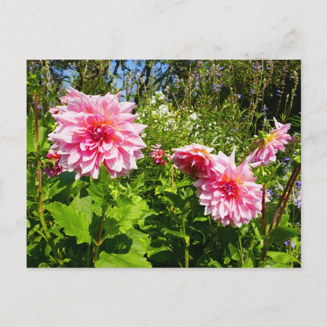 Carte Postale Pink Dahlias (Otto's Thrill) (Devant)