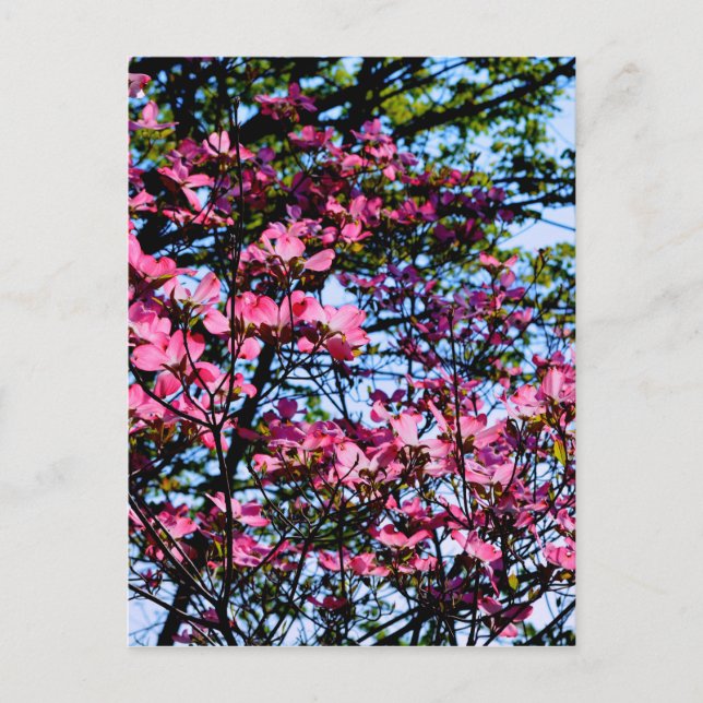 Carte Postale Pink flowering Dogwood tree (Devant)