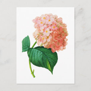 Carte Postale Pink Hydrangea par Pierre Joseph Redoute