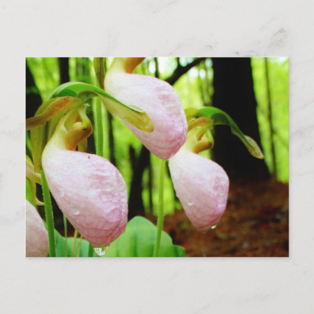 Carte Postale Pink Lady Slipper sauvage orchidée (Devant)