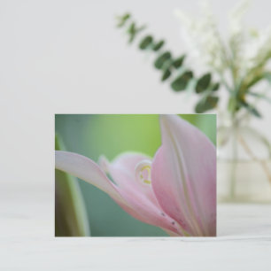 Carte Postale Pink Lily par Shirley Taylor