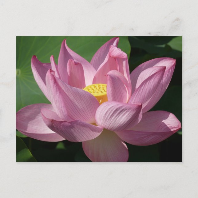 Carte Postale Pink Lotus Flower IV (Devant)