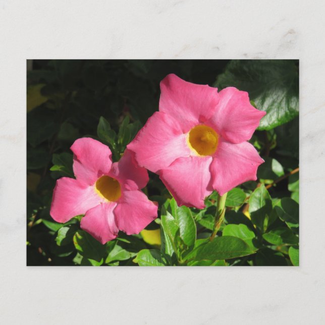 Carte Postale Pink Mandavilla Vine Fleurs (Devant)