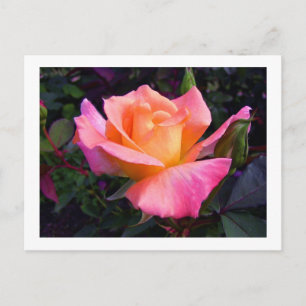 Carte Postale Pink Peach and Yellow Rose postcard