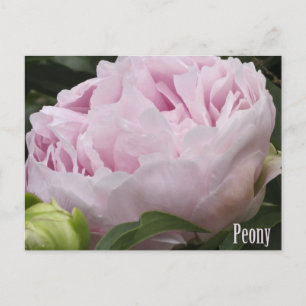 Carte Postale Pink Peony