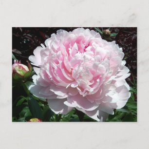 Carte Postale Pink Peony Postcard