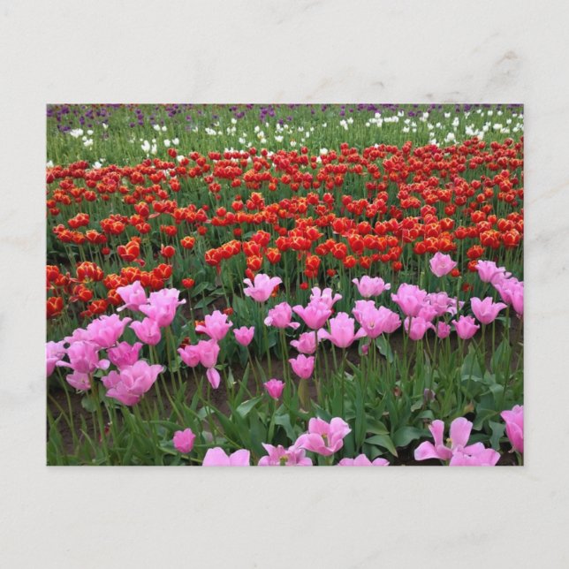 Carte Postale Pink & Red Tulip Field, Oregon (Devant)