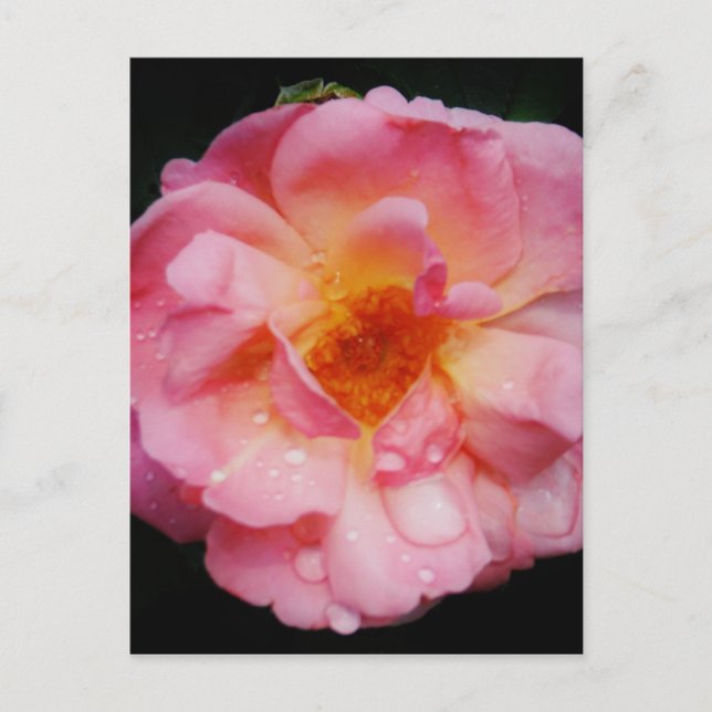 Carte Postale Pink Rose w/ Dew Drops Black Background (Devant)