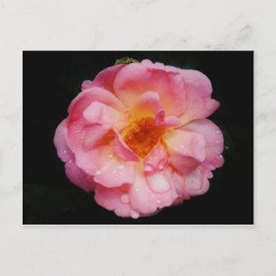 Carte Postale Pink Rose w/ Dew Drops Black Background