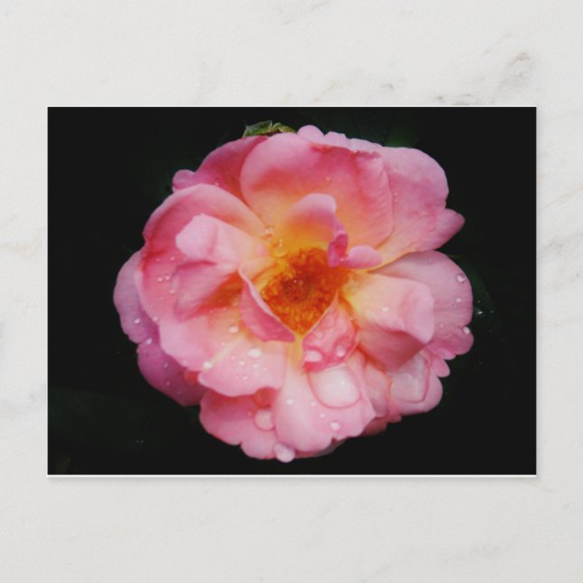 Carte Postale Pink Rose w/ Dew Drops Black Background (Devant)