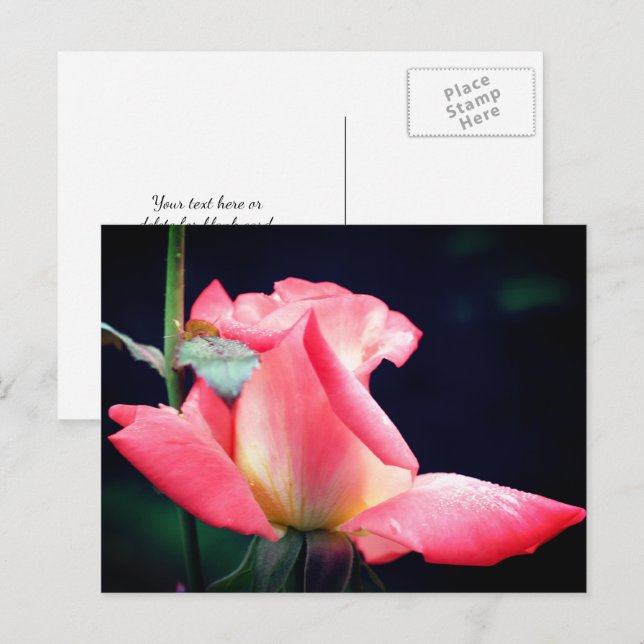 Carte Postale Pink Rosebud Delight Flower Photography  (Devant / Derrière)