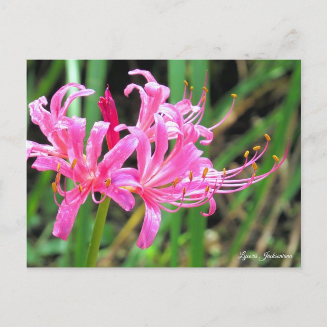 Carte Postale Pink Spider Lily [Postcard] (Devant)