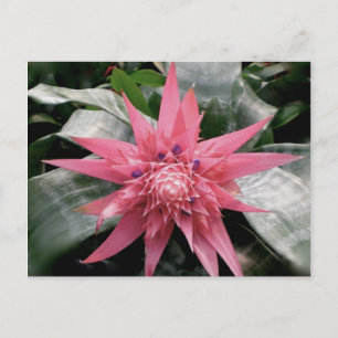 Carte Postale Pink Variegated Bromeliad