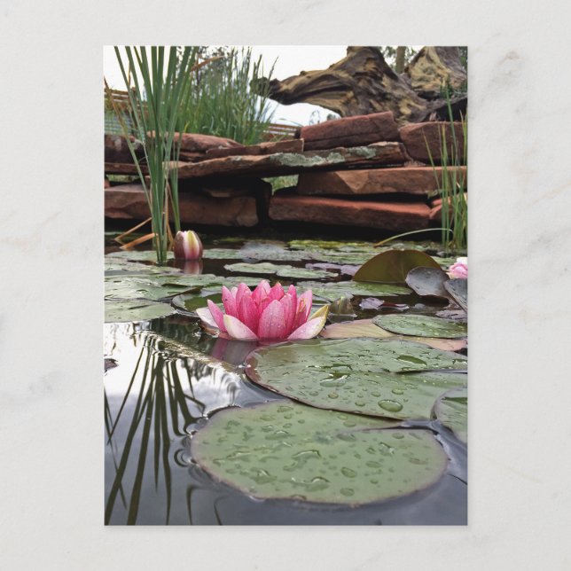 Carte Postale Pink Water Lys Réflexions Photo (Devant)