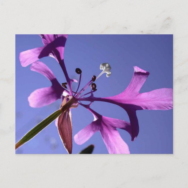 CARTE POSTALE PINKFAIRIES (Devant)