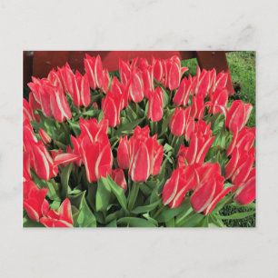 Carte Postale Pinocchio Tulips