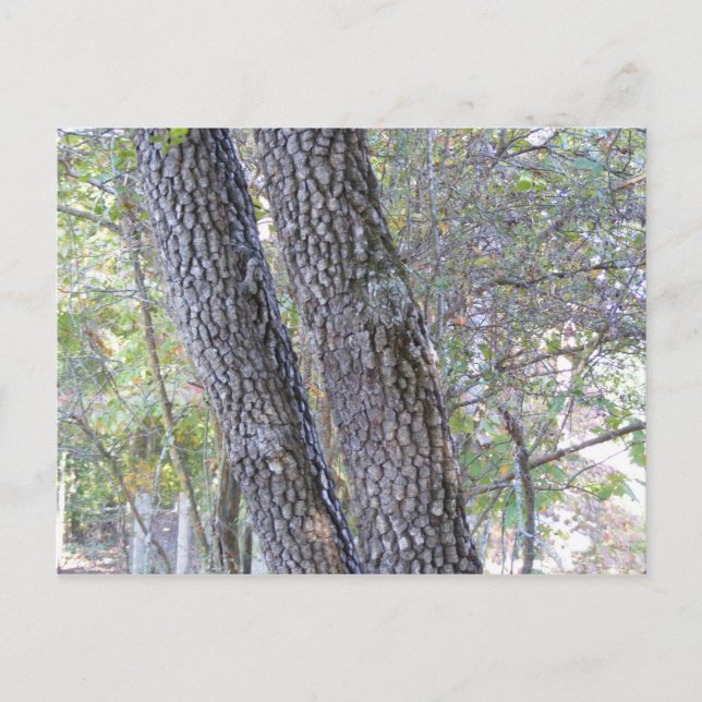 Carte Postale Pins (Devant)