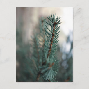 Carte Postale Pins