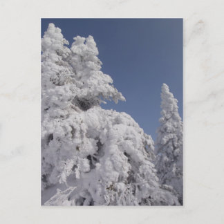 Carte Postale Pins blanchis à la neige