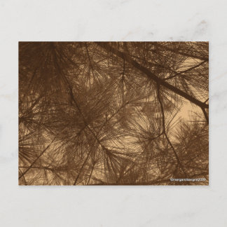 Carte Postale Pins de Thru Sunshine filtrés