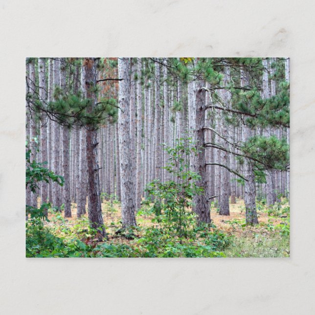 Carte Postale Pins du Michigan (Devant)