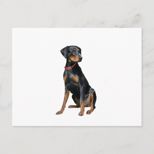 Carte Postale Pinscher Dobermann (naturel) (Devant)