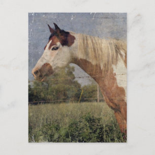Carte Postale Pinto Horse Grunge