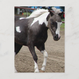Carte Postale Pinto Mini Horse