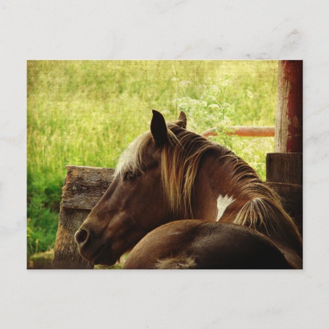 Carte Postale Pinto Poney (Devant)