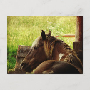 Carte Postale Pinto Pony