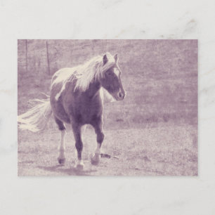 Carte Postale Pinto Pony