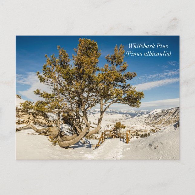 Carte Postale Pinus albicaulis - Yellowstone (Devant)