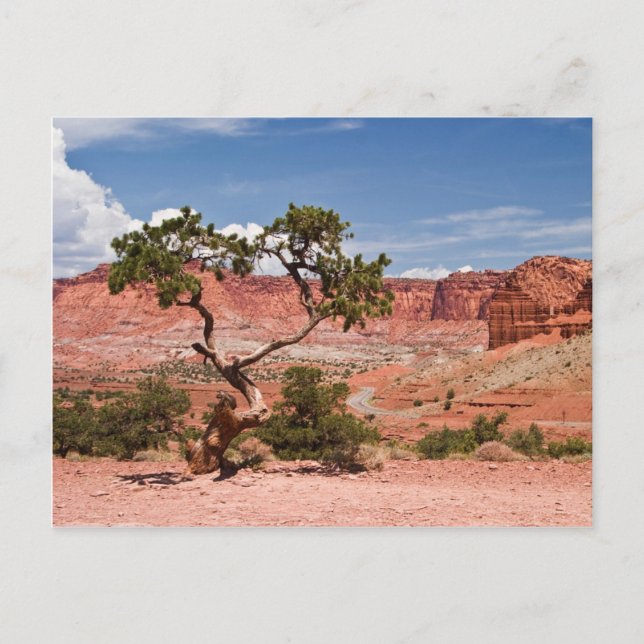Carte Postale Pinyon (Devant)