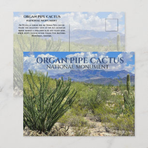 Carte Postale Pipe d'orgue Cactus, Arbuste Ocotillo, Monts Ajo
