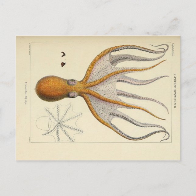 Carte postale Pipe Vintage Zoologique (Devant)