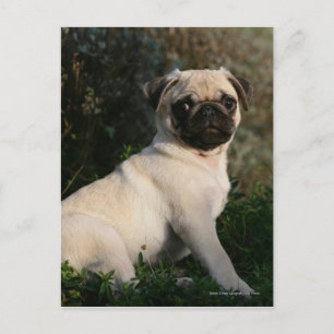 Carte Postale Pipette Carlin assis