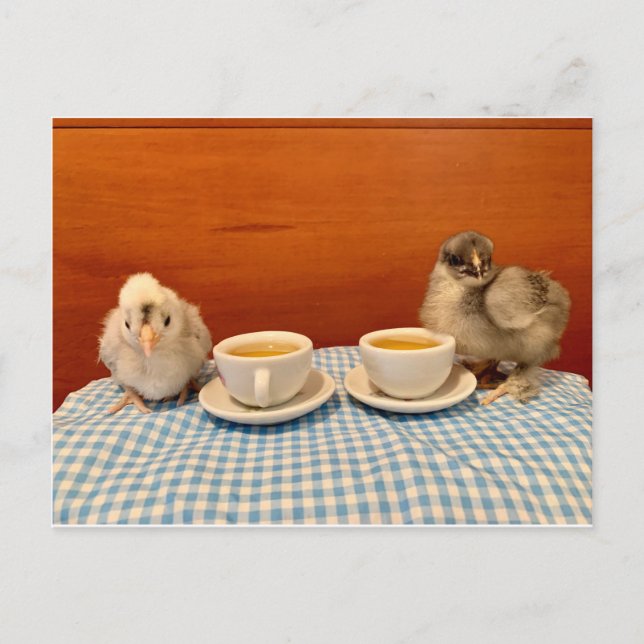 Carte Postale Pique-nique de poulet (Devant)