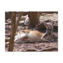 Pique-nique Kangaroo