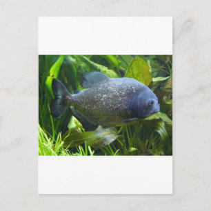 Carte Postale piranha